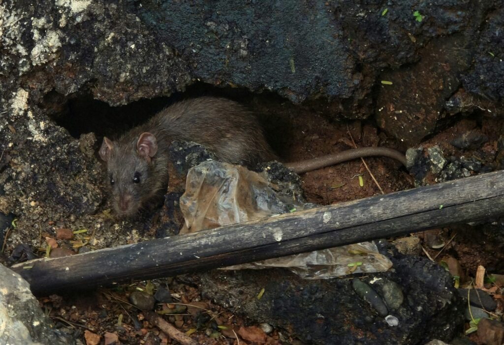 Einladung zur Sachkundeschulung gemäß §4 Rodentizidsachkundeverordnung
